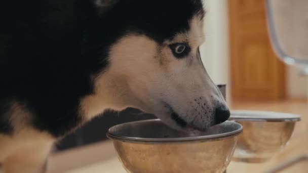 Close up of black and white siberian husky with blue eyes dog eating food - Záběry, video