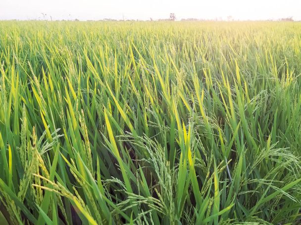 Sementes de arroz no campo da Tailândia
 - Foto, Imagem