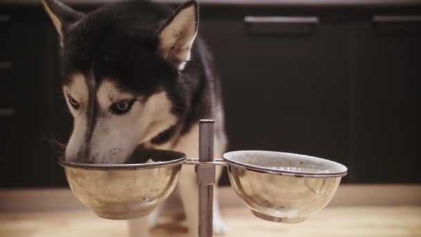 Zbliżenie na czarno-biały husky syberyjski z niebieskimi oczami psa jedzenie - Materiał filmowy, wideo