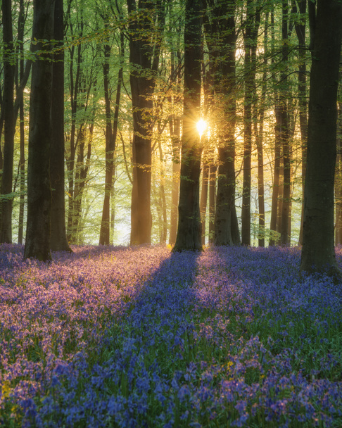 schöne Blauglockenwald Landschaft Bild in der Morgensonne im Frühling - Foto, Bild