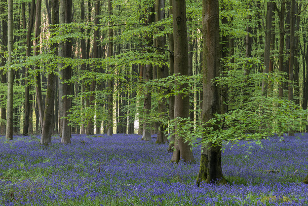 Красиве зображення блакитного лісу в ранковому сонячному світлі навесні
 - Фото, зображення