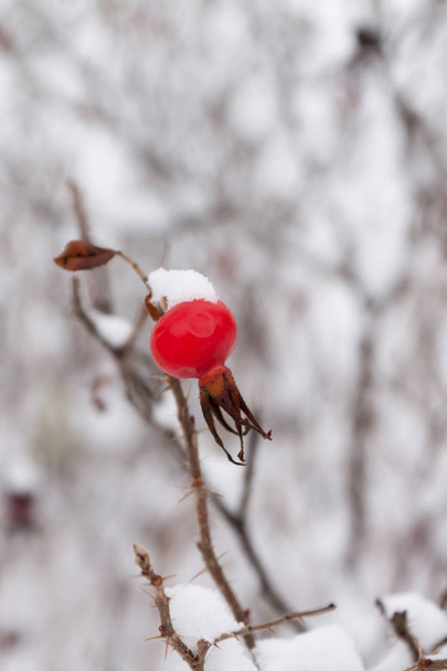 Winter landscape and snow on a wild rose bush close-up - Photo, Image