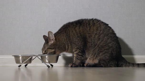 Piękny kot siedzący obok miski z karmą, umieszczona na podłodze i jedzenie - Materiał filmowy, wideo