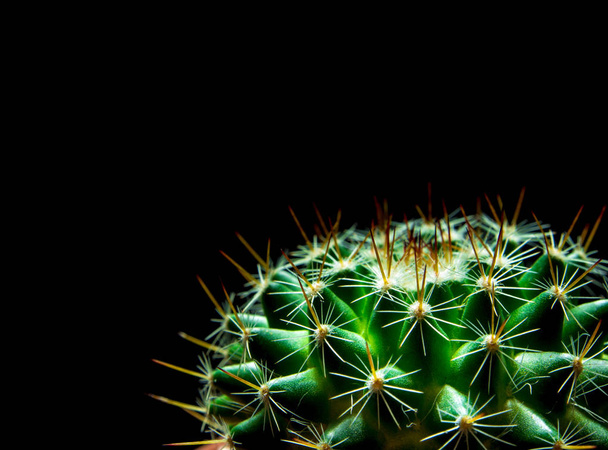 Vert vif de Mammillaria Cactus isolé sur fond noir
 - Photo, image