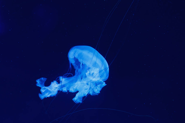 Podvodní svět medúzy - Fotografie, Obrázek