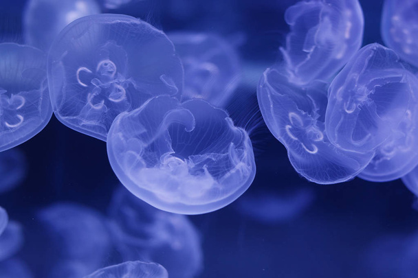 Denizanası sualtı dünyası - Fotoğraf, Görsel
