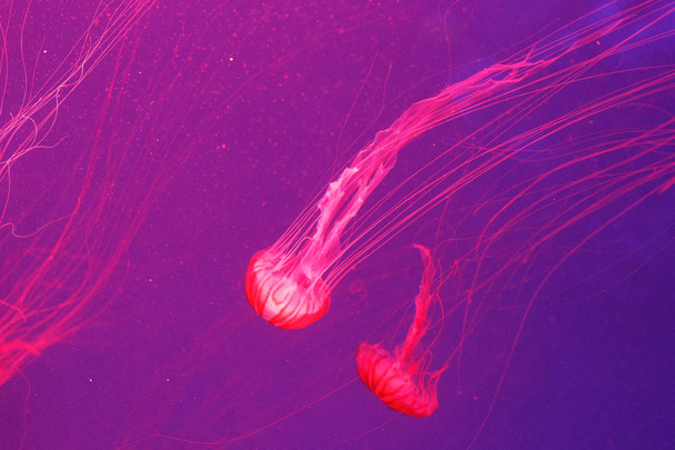 Mundo submarino de medusas
 - Foto, imagen