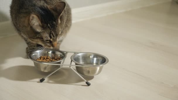 ボウルからドライフードを食べている猫のクローズ アップ - 映像、動画