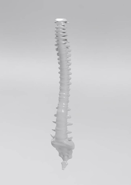 omurga beyaz gri izole 3d illüstrasyon insan - Fotoğraf, Görsel