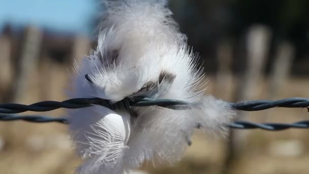 Feather - barbed wire - Footage, Video