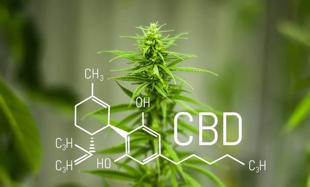 Chemie cannabis. CBD cannabidiol formule. Wetenschap, onderzoek marihuana. Thematische foto's van hennep en groen ganja. Achtergrondafbeelding - Foto, afbeelding