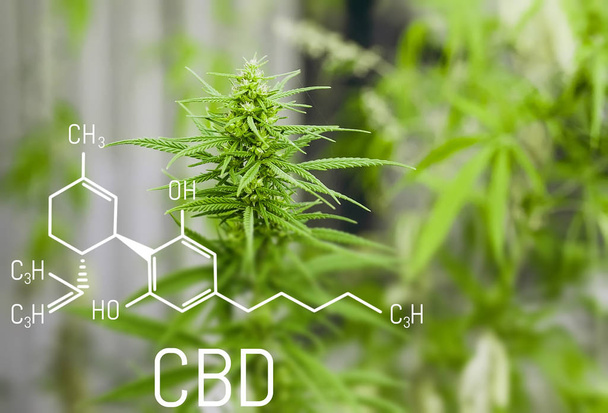 Chemistry cannabis. Cbd cannabidiol formula. Science, research marijuana. Thematic photos of hemp and green ganja. Background image - Photo, Image