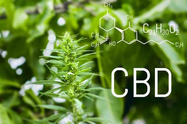 Fórmula química de estructura molecular CBD cannabidiol. Ciencia, investigación marihuana, cannabis. Concepto temático fotos de cáñamo y ganja
 - Foto, Imagen