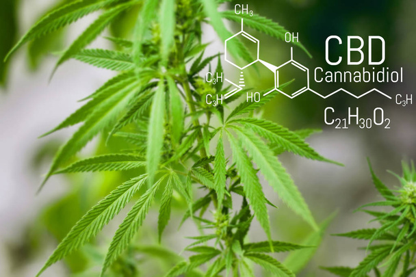 Chemical formula CBD cannabidiol. Science, research marijuana, cannabis. Thematic concept of hemp and ganja. Background image - Φωτογραφία, εικόνα