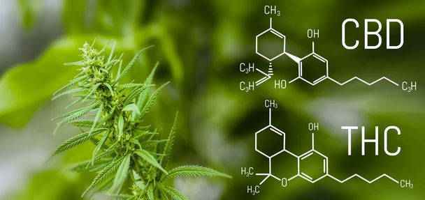 Tetrahydrocannabinol, cannabidiol cannabis molecule. Beautiful premium marijuana product in the defocus with the image of the skeletal formula CBD and THC - Photo, Image