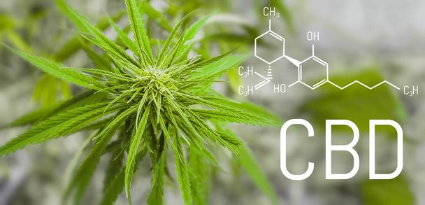 Cannabis of formula CBD. Structural model of cannabidiol molecule. Healing marijuana concept - Photo, Image