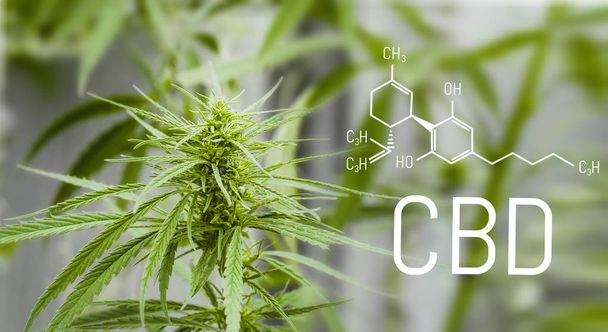 Cannabis de fórmula CBD. Modelo estrutural da molécula de canabidiol. Conceito de cura da maconha
 - Foto, Imagem