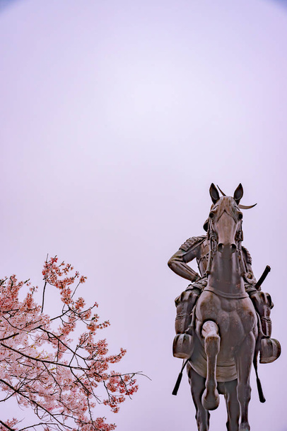 eine Statue von masamune Datum auf dem Pferderücken, das sendai Burg in voller Blüte Kirschblüte betritt, aobayama Park, sendai, miyagi, japan - Foto, Bild