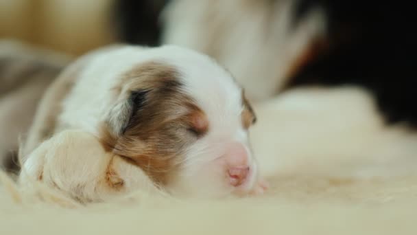 Mutlu köpek aile. Çoban köpeği ile yeni doğan köpek yavrusu, yakın çekim - Video, Çekim
