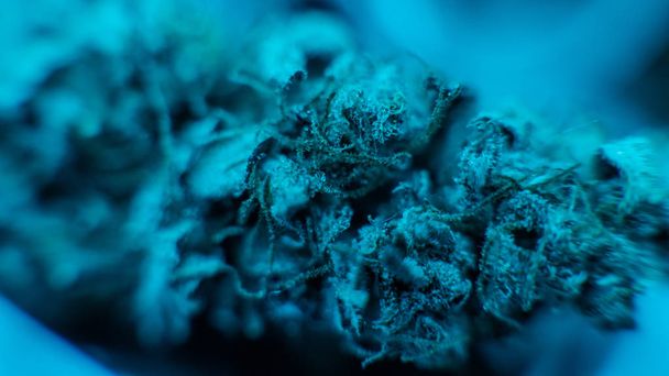 Gemme di cannabis in super macro vista. marijuana legale medica nel 2019
  - Foto, immagini