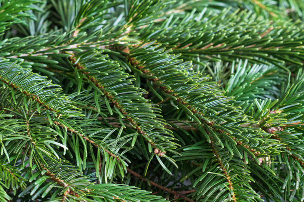 Closeup of  spruce branches selective focus. green Christmas background - Photo, Image