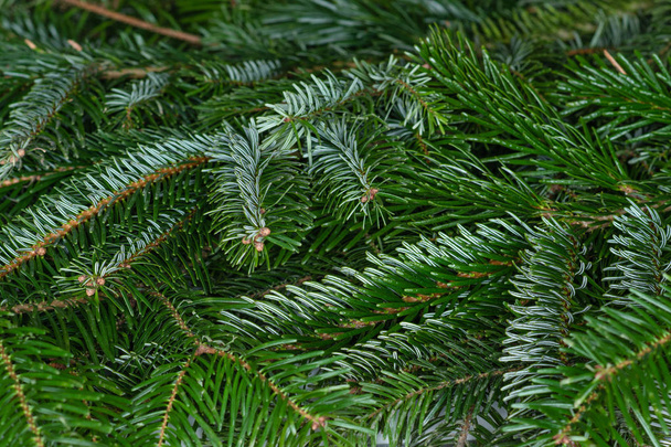 Closeup of  spruce branches selective focus. green Christmas background - Photo, Image