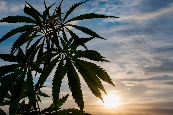 Silhouette of a hemp plant at sunset - The Netherlands. Silhouette of cannabis plant in early morning light. Medical cannabis - Photo, Image