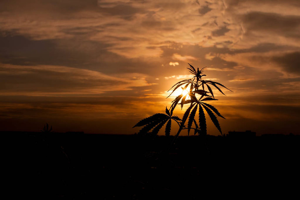 Marijuana. Hemp. Silhouette of cannabis on a blurred fotne in the sunset bright light. Cannabis in sunlight, like a good background. A cannabis leaf on a blurred background. High quality cannabis - Photo, Image