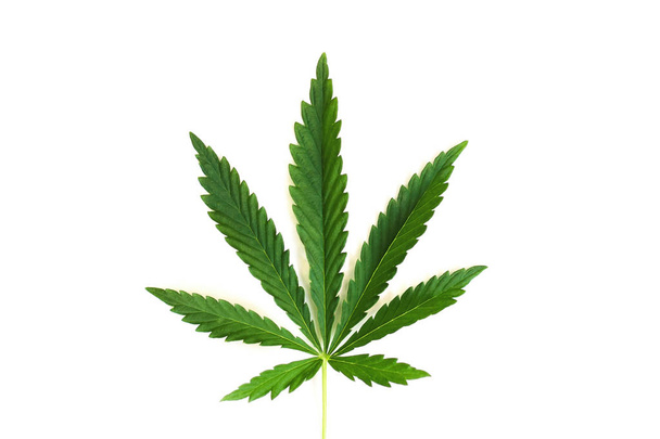 Konopi indyjskich liść na białym tle. Marihuany konopi Canabis sativa lub Cannabis indica) liść na białym tle. Liść marihuany. Rośliny marihuany. Na białym tle. Liść zielony konopi - Zdjęcie, obraz