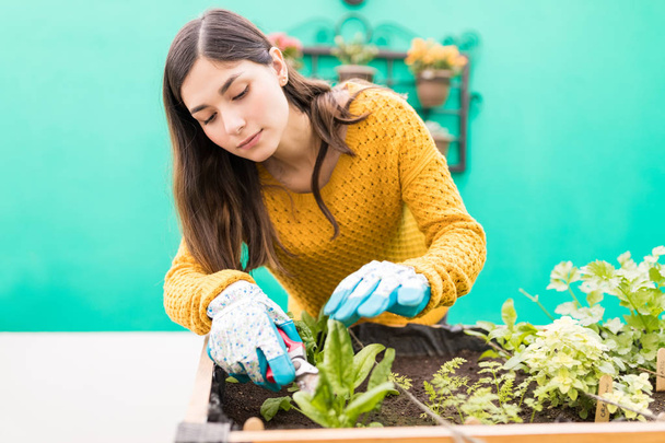 Confident and cute woman wearing sweater while using tool in vegetable garden - Photo, image