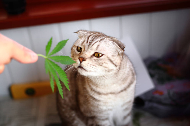 Il gatto annusa una foglia di marijuana, canapis, hashish, hashish, droga, erba. Marijuana Siamese Gatto Piegato
 - Foto, immagini