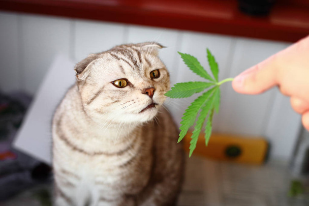Il gatto annusa una foglia di marijuana, canapis, hashish, hashish, droga, erba. Marijuana Siamese Gatto Piegato
 - Foto, immagini