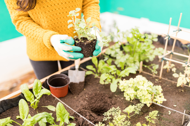 Brzuch młoda kobieta Zaczynając organiczny ogród warzywny - Zdjęcie, obraz