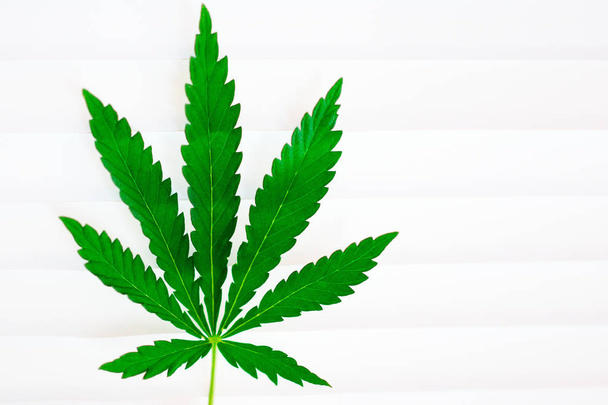 Cannabis leaf on white background with empty stripes. Thematic photos of hemp and marijuana - Zdjęcie, obraz