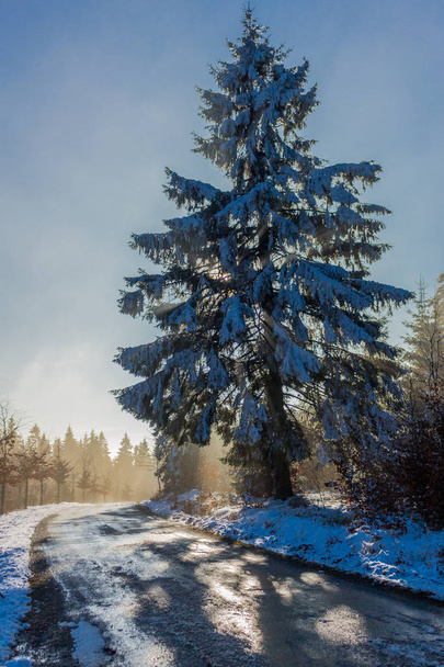 Zimní shonu na rennsteig - Fotografie, Obrázek