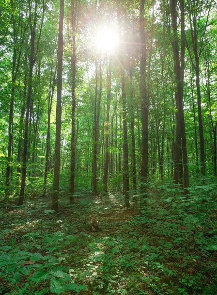 Árboles forestales. naturaleza madera verde luz del sol fondo - Foto, Imagen