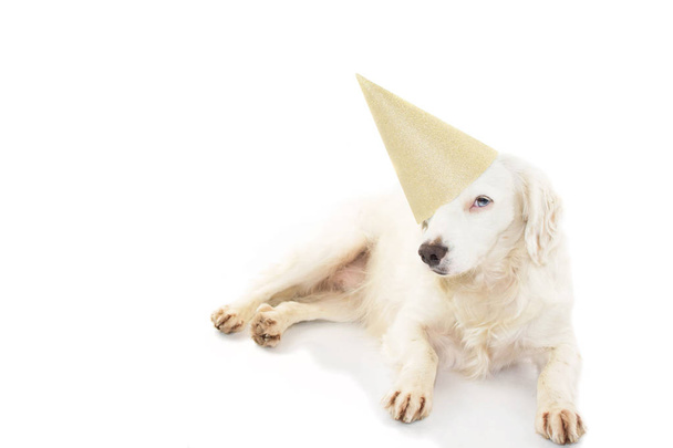 Verjaardag of Nieuwjaar hond partij Hat. Mooie Puppy met blauw gekleurde ogen draagt een gouden feest hoed liggen. Geïsoleerde Studio schoot tegen de witte achtergrond. - Foto, afbeelding