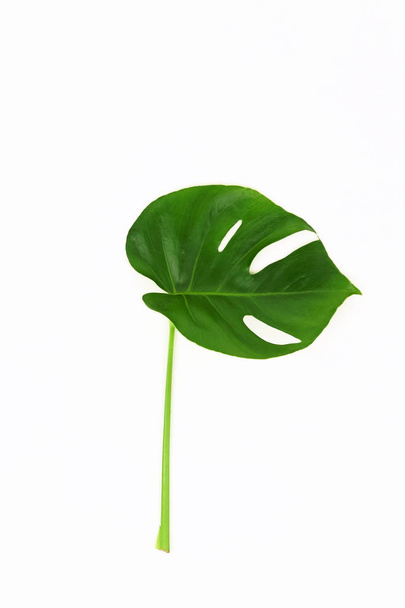 close up view of monstera green leaf on white background - Zdjęcie, obraz