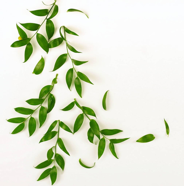 plants with green leaves on white background - Fotó, kép