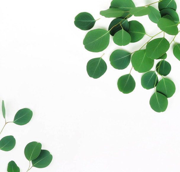plants with green leaves on white background - Foto, Bild