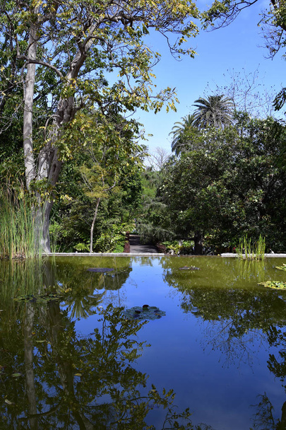 Ισπανία, Κανάρια, Τενερίφη, λίμνη με αντανάκλαση από φυτών σε βοτανικό κήπο του Πουέρτο Ντε Λα Κρουζ - Φωτογραφία, εικόνα