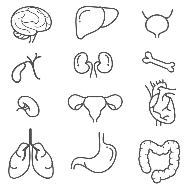 Menselijke organen lijn pictogramserie - Vector, afbeelding