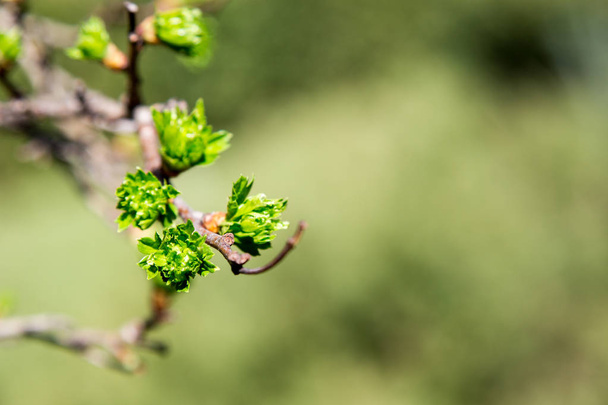 Spring has come. delicate young spring leaves.  A symbol of new life, hope, new business - Fotó, kép