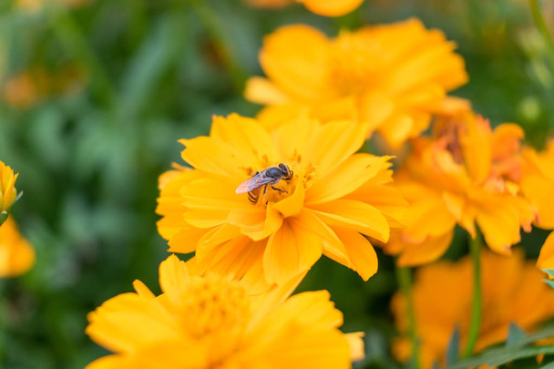 Kleine bee holding oranje gele bloem bestuiven - Foto, afbeelding