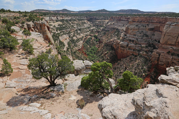 Kanjoni Colorado National Monument, Mesa County, lähellä Grand Junction, Colorado
. - Valokuva, kuva
