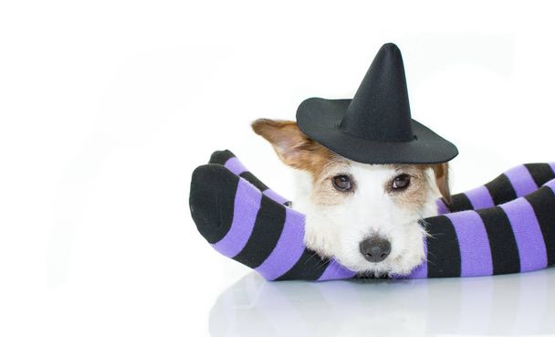 Cute Halloween Dog heks of Wizard hoed liggen Over paarse en zwarte sokken met kopie ruimte. - Foto, afbeelding