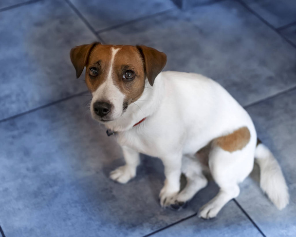 Portrait d'un petit chien Jack Russell Terrier assis sur une tuile bleue. Mignon animal de compagnie regardant la caméra
. - Photo, image