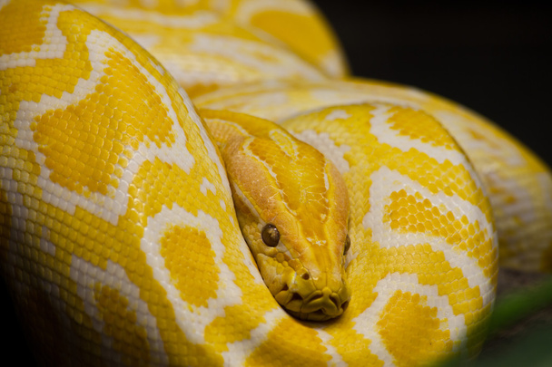 zbliżenie złoty tajski Pythona, skupić się na oczy - Zdjęcie, obraz