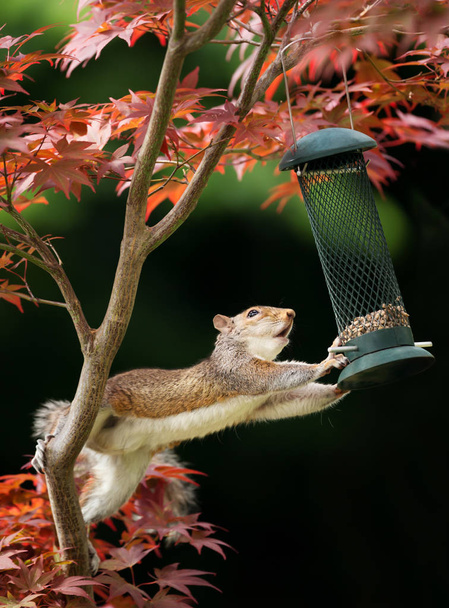 Κοντινό πλάνο του γκρι σκίουρος τρώει από έναν τροφοδότη πουλιών σε ένα πολύχρωμο Ιαπωνικά Maple tree. - Φωτογραφία, εικόνα