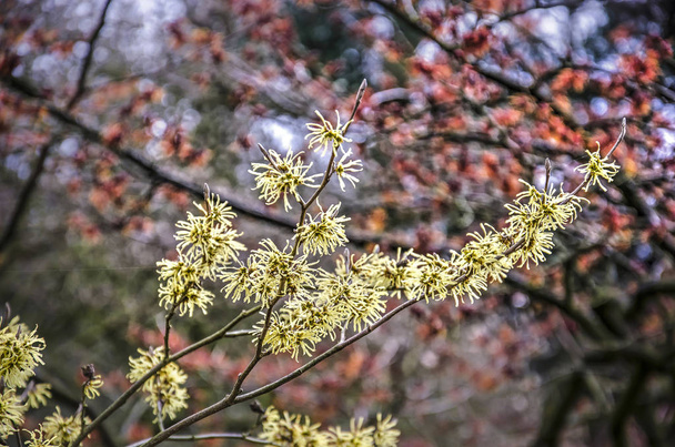 Bright yellow flowers of a witch hazel or hamamelis, with a red version specimen blurred in the background on a sunny day in winter - Photo, Image